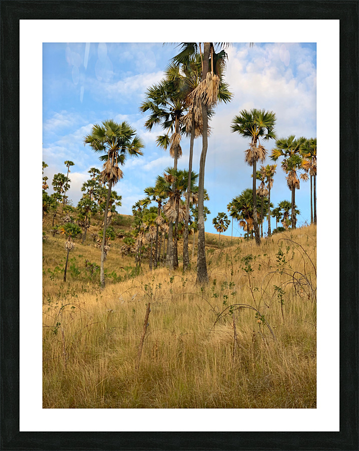 Palm Trees on the Hills Picture Frame print