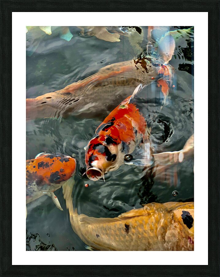 Plenty of Colorful Fish Picture Frame print