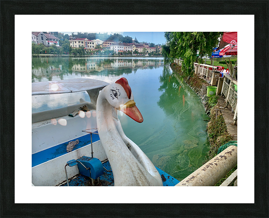 Swan Boat on the Lake Picture Frame print
