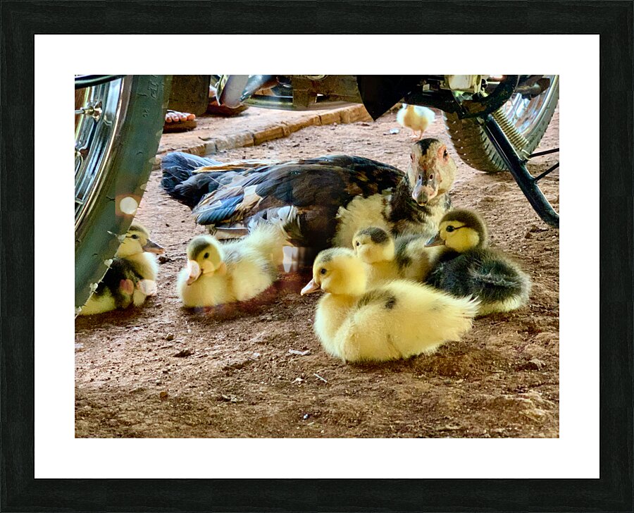 The Duck Family Picture Frame print