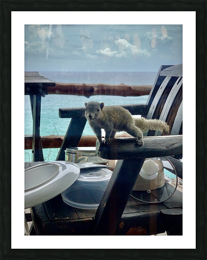 Squirrel Peaking in the House Picture Frame print