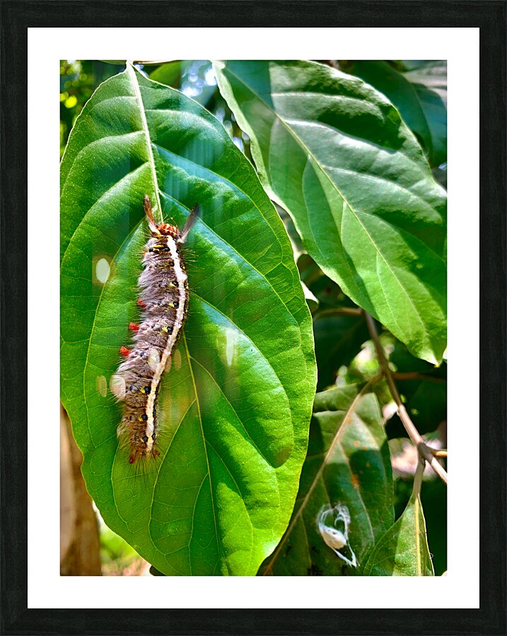 Caterpillar on a Leaf Picture Frame print