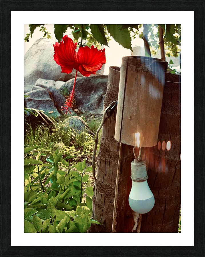 Red Flower & Homemade Lamp in Thailand Picture Frame print