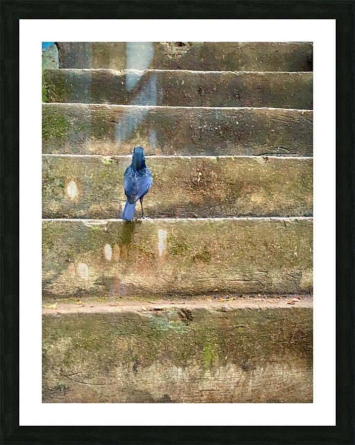 Bird Climbing the Stairs Picture Frame print