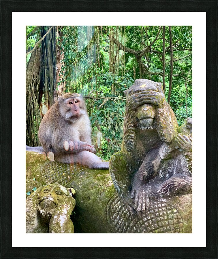 Are you for Real Monkey  Picture Frame print