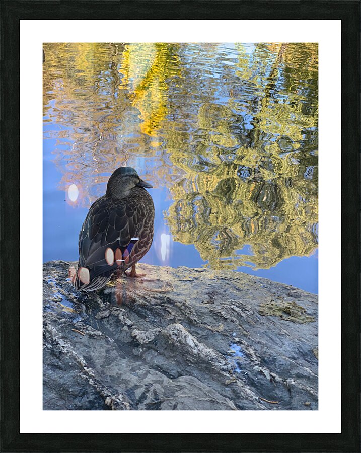 Duck like a Painting Picture Frame print