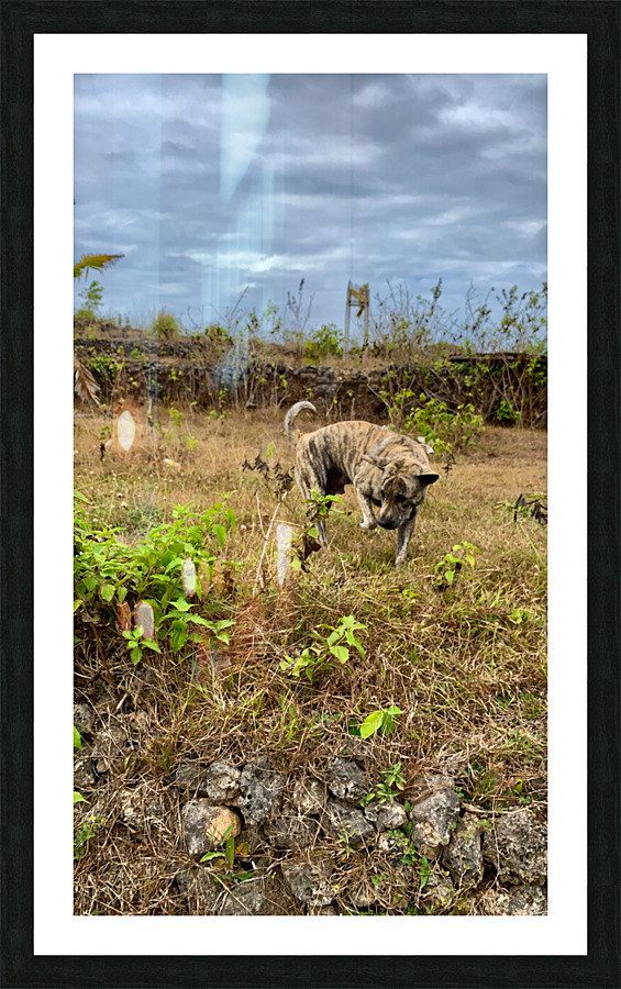 Dog in the Field Impression et Cadre photo