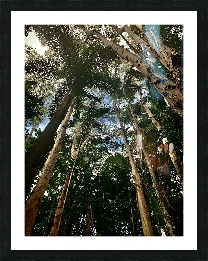 Look Up at the Trees Picture Frame print