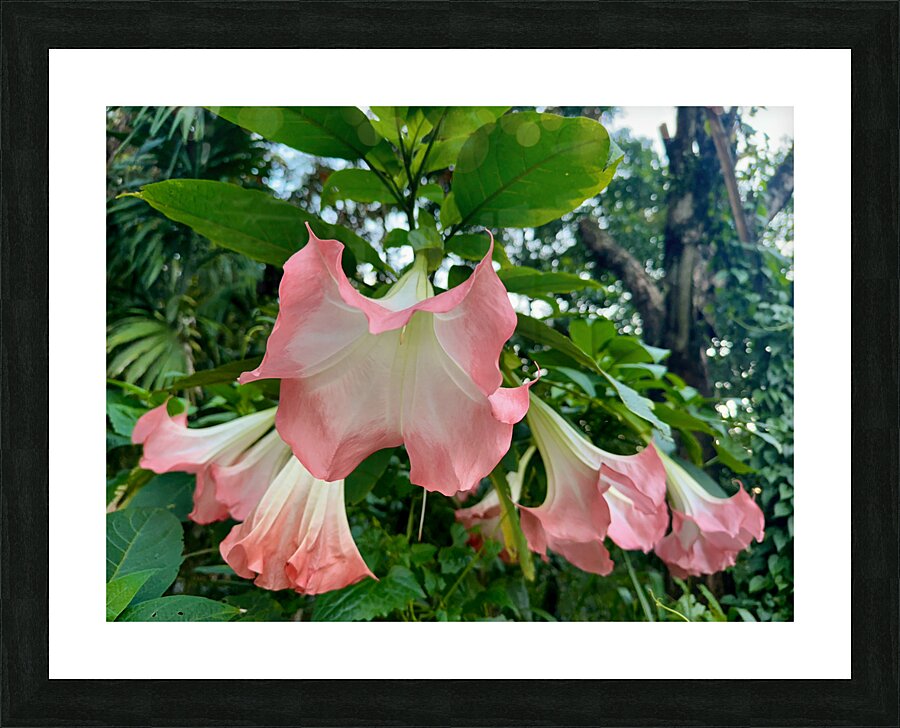 Pink Bell Flowers Picture Frame print