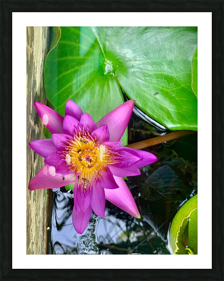 Purple Flower Picture Frame print