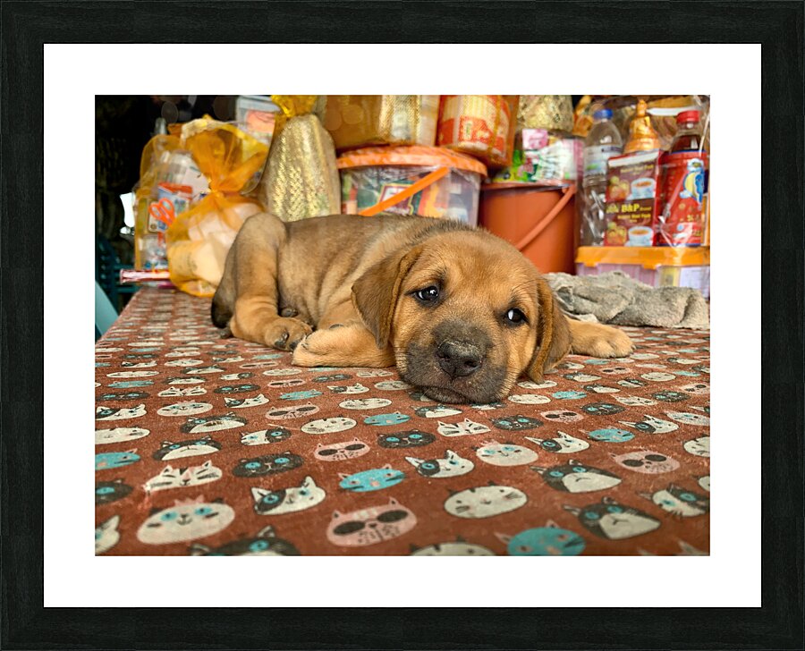 Sleepy Puppy Picture Frame print