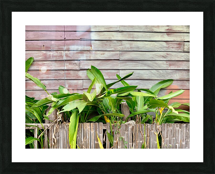 Plants Growing on the Side of the House Picture Frame print