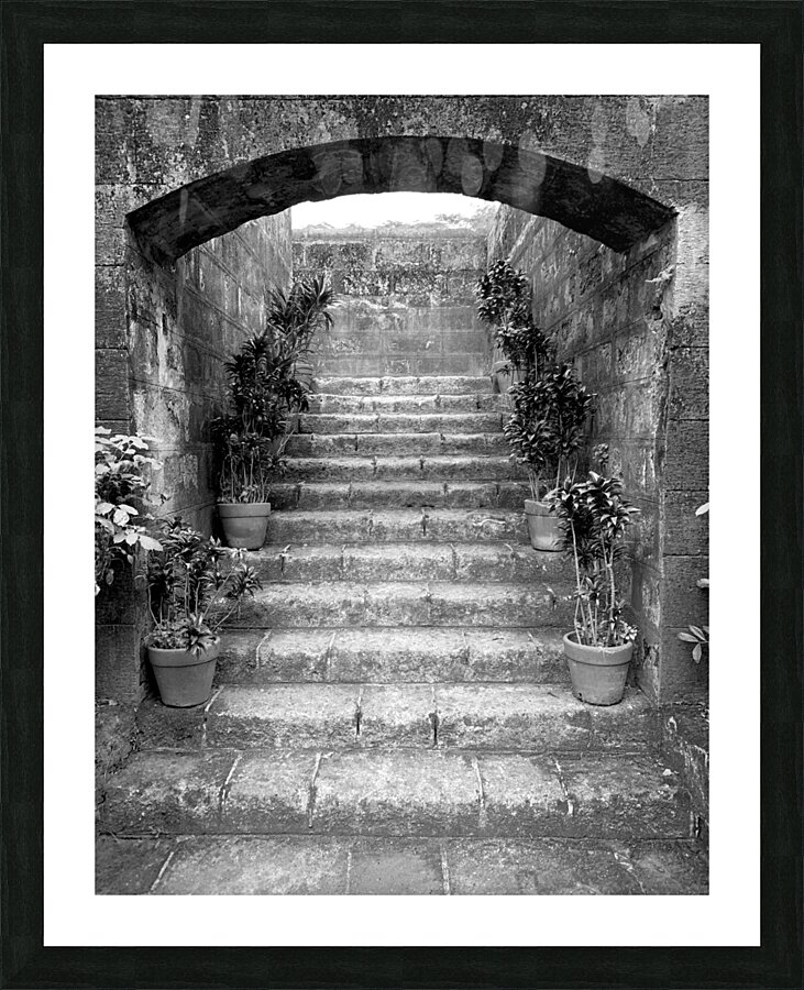 BW Stairs  Plants Picture Frame print