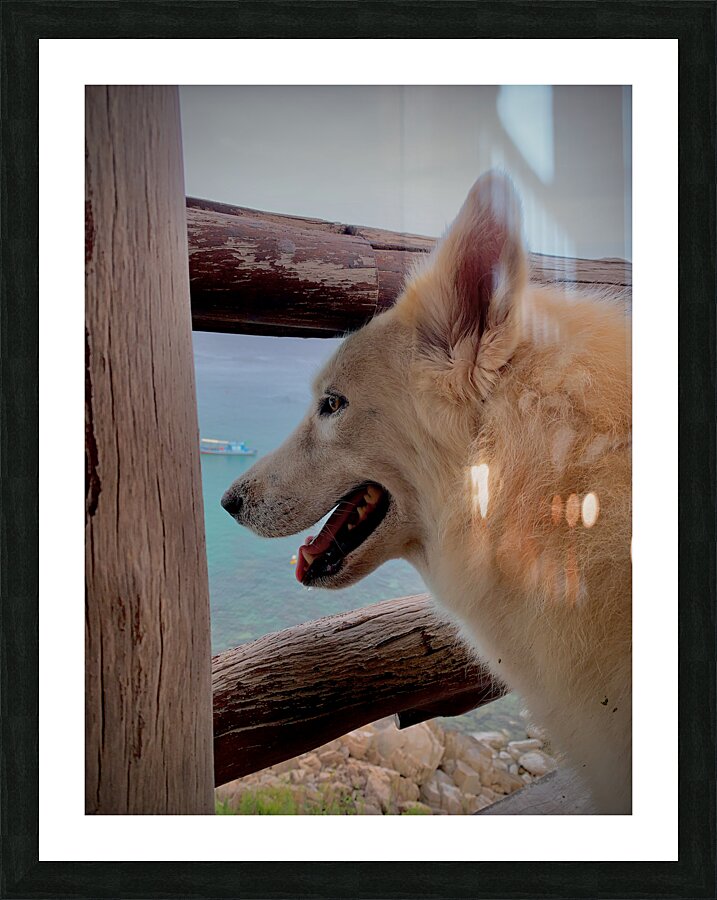 Beatiful White Dog Looking at the Sea Picture Frame print