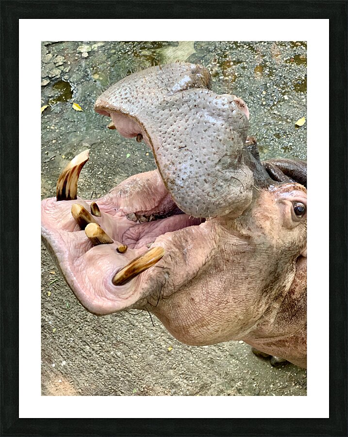 Hippos Teeth Picture Frame print