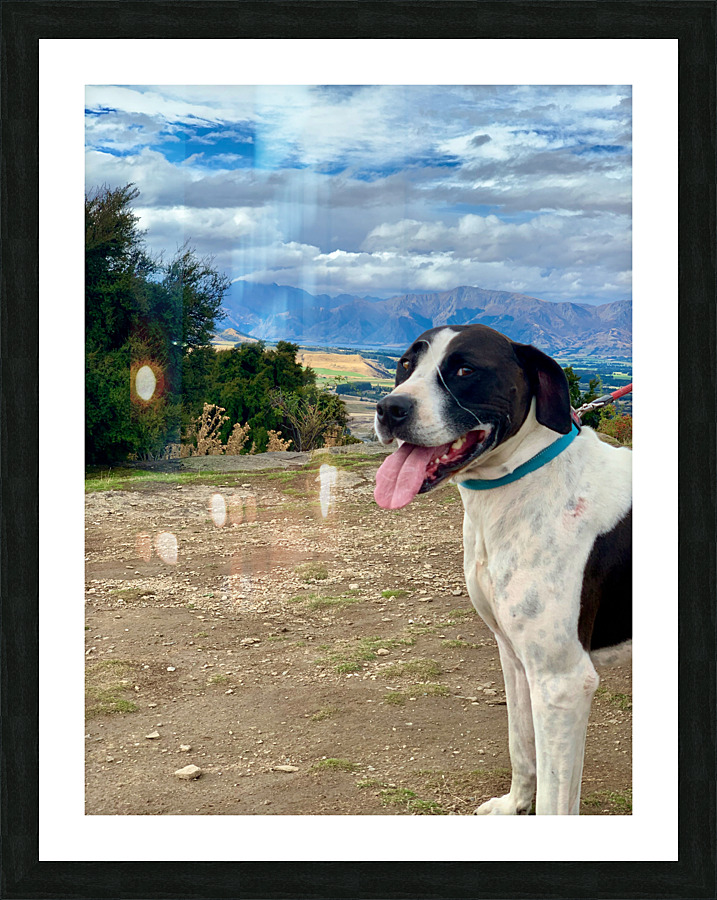 Dog on Mount Iron New Zealand Impression et Cadre photo