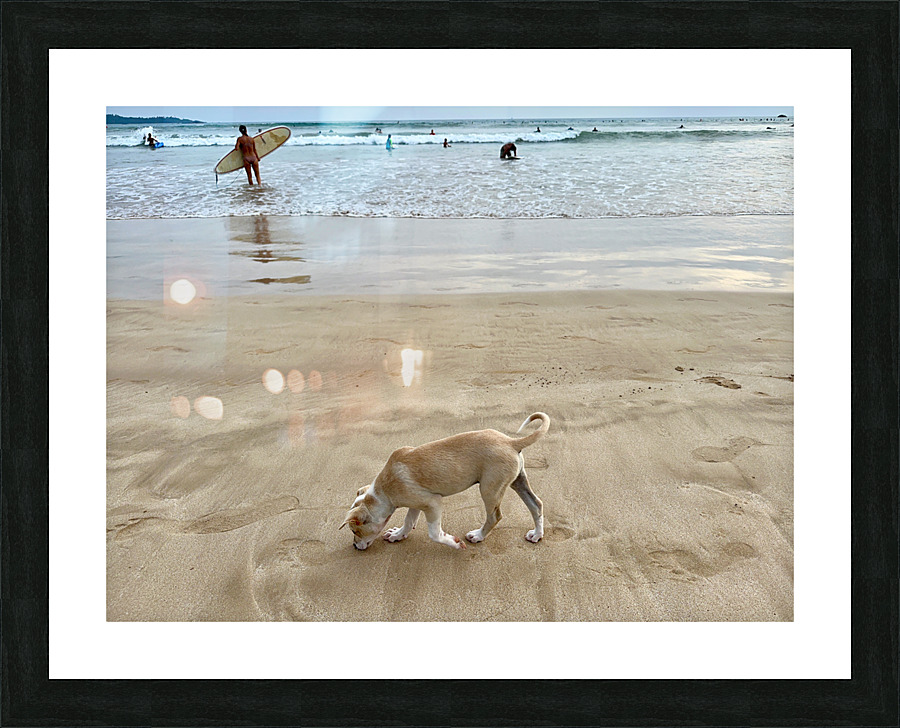 Puppy Walking on the Beach Picture Frame print