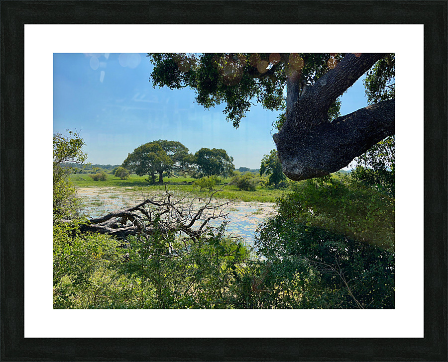 Yala National Park Sri Lanka 3 Picture Frame print