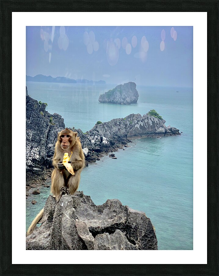 Monkey Eating a Banana Picture Frame print