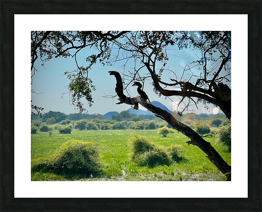 Yala National Park Sri Lanka 4 Picture Frame print