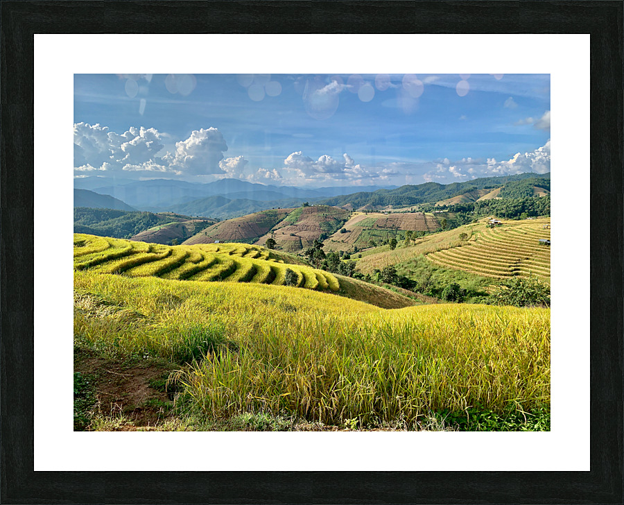 Amazing Rice Fields Picture Frame print