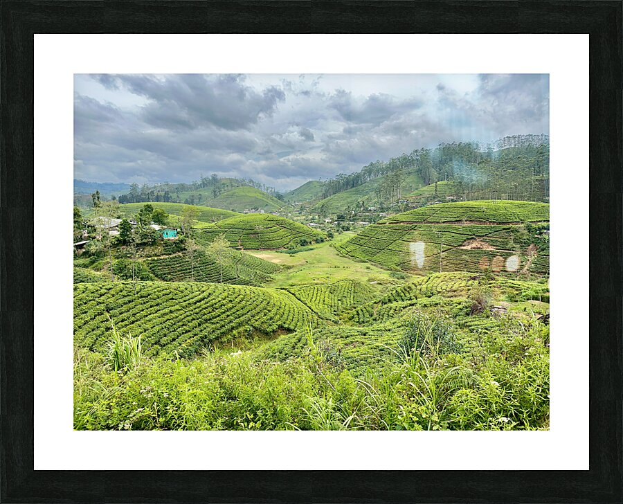 Tea Plantation Hills Picture Frame print