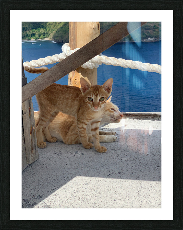 Kitties with a View Impression et Cadre photo