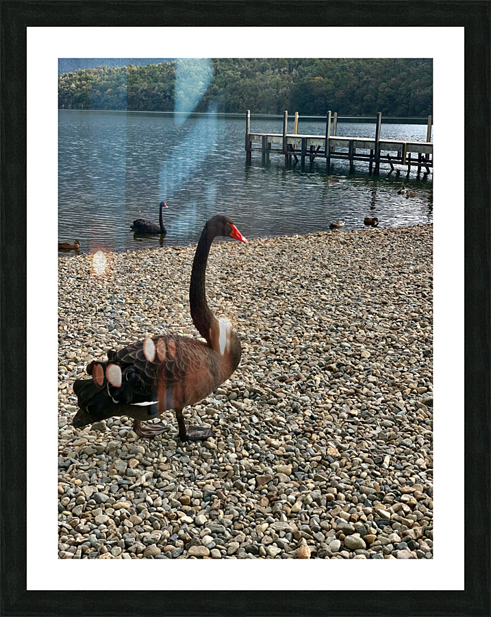 Black Swan by the Lake Picture Frame print