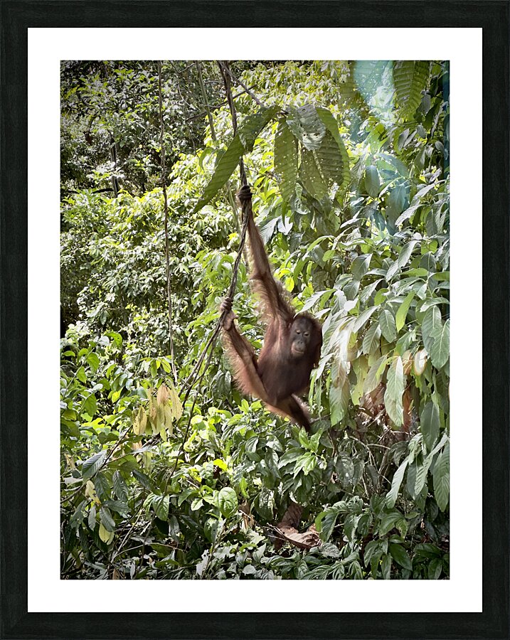 Kabili Sepilok Forest Reserve Orangutans 1 Picture Frame print