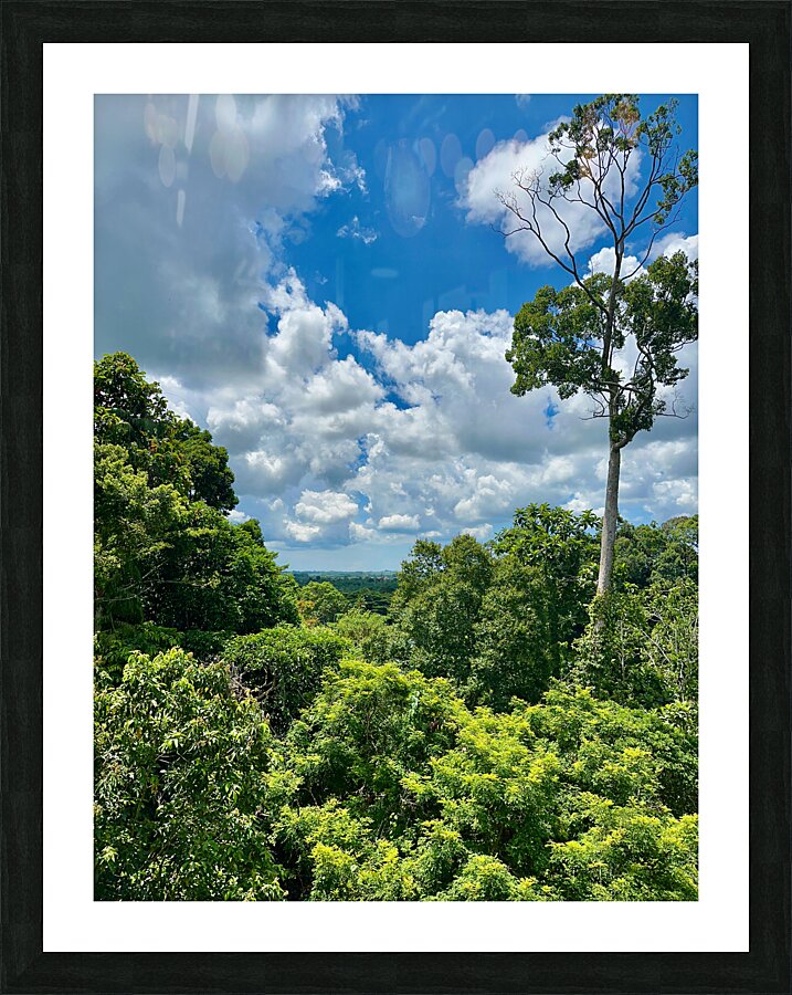 Kabili Sepilok Forest Reserve 1 Picture Frame print