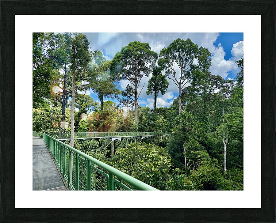 Kabili Sepilok Forest Reserve 2 Picture Frame print