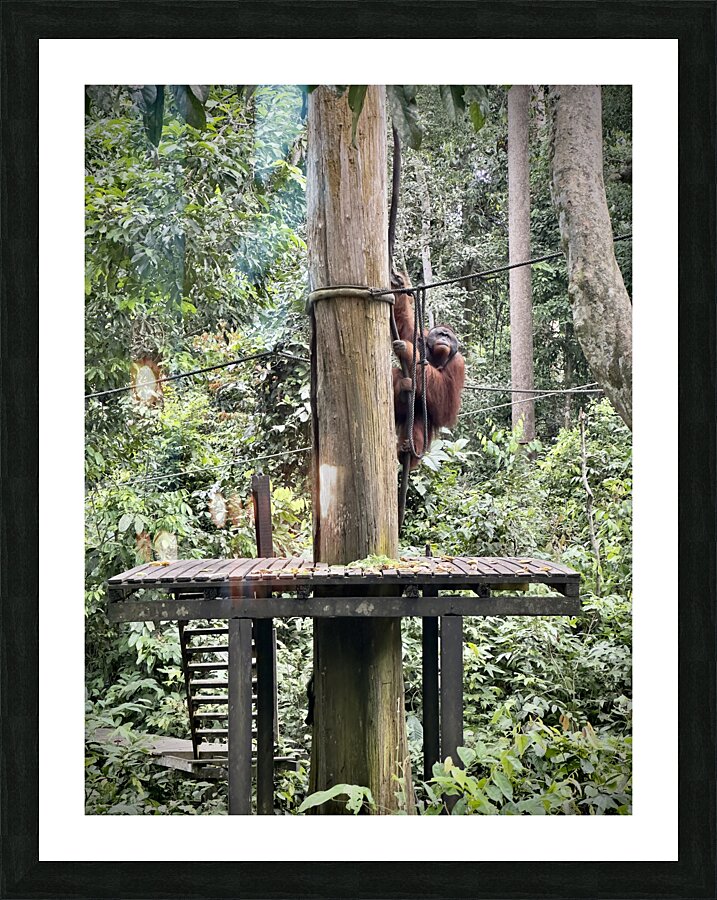Kabili Sepilok Forest Reserve Orangutans 2 Picture Frame print