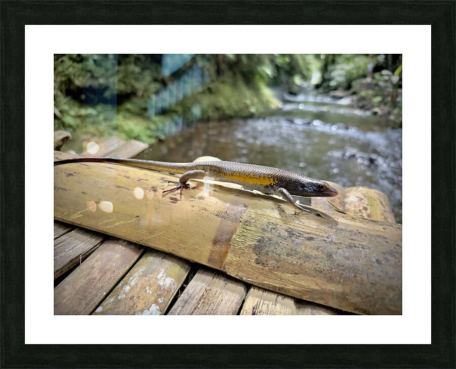The Lizard Munduk Bali Picture Frame print