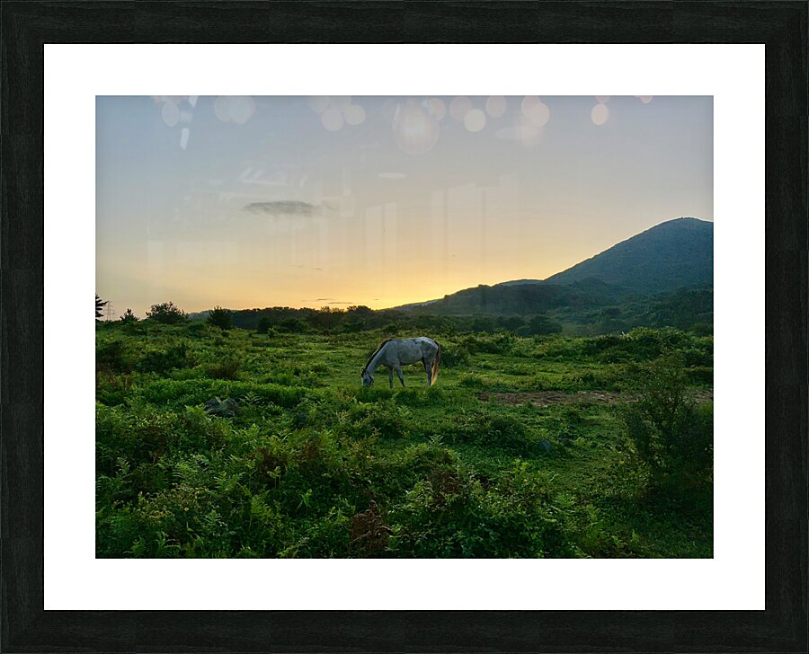A Horse at Sunrise Jeju South Korea Picture Frame print
