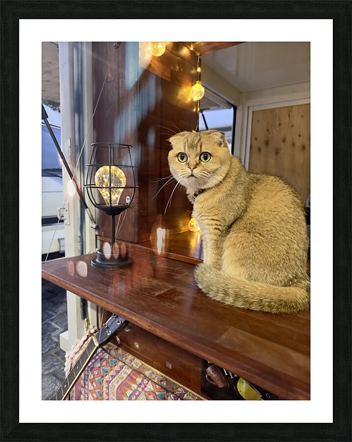 Cuty Cat Jeju South Korea Picture Frame print