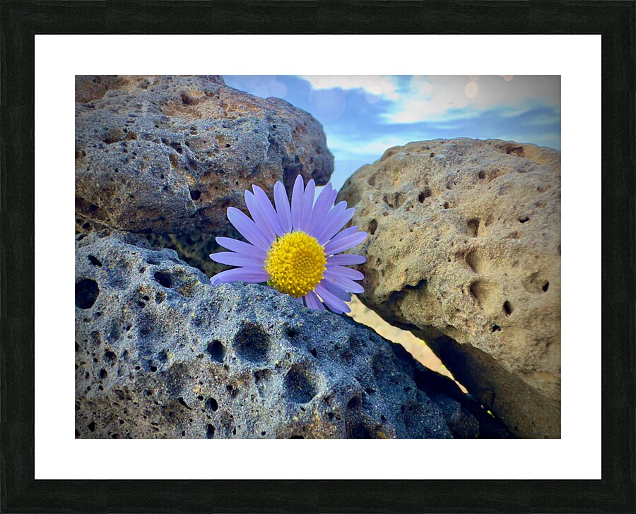 Flower on the Rocks Udo South Korea Picture Frame print