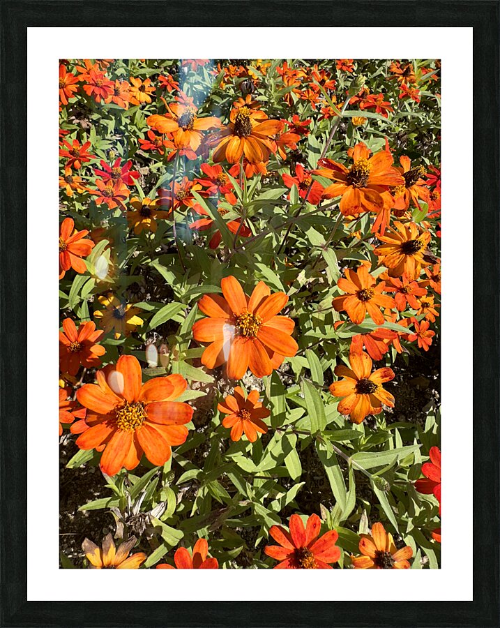 Orange Flowers Seoul South Korea Picture Frame print