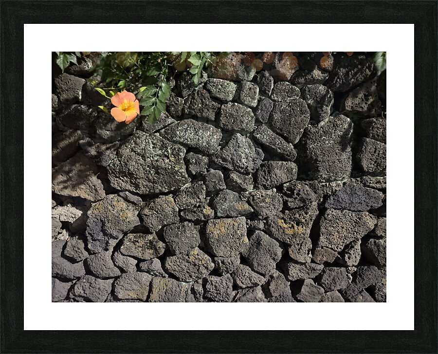 The Black Wall and the Orange Flower Jeju Korea Picture Frame print