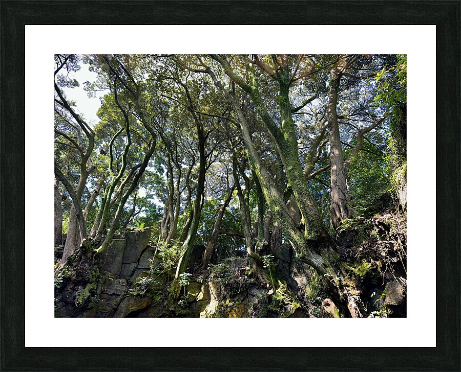 Trees Roots Jeju South Korea Picture Frame print