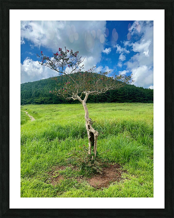 The Tree Jeju South Korea Picture Frame print