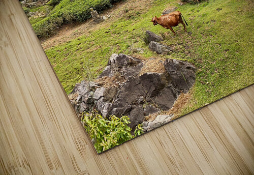 Toy Train Tea Plantations Jimmy Roy Photos puzzle