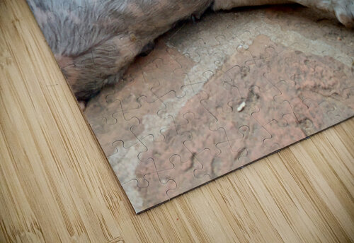 Doggie Afternoon Nap Jimmy Roy Photos puzzle