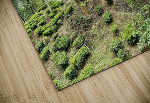 Drive Through Tea Plantations Jimmy Roy Photos puzzle