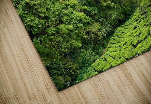 Tea Plantations 1 Jimmy Roy Photos puzzle