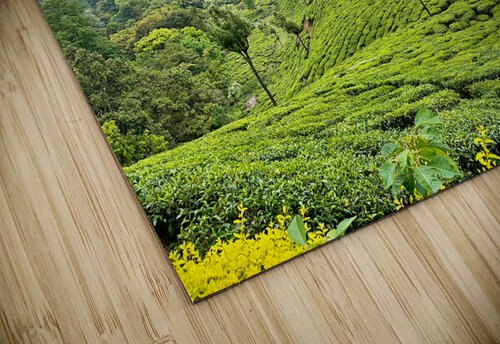 Tea Plantations 3 Jimmy Roy Photos puzzle