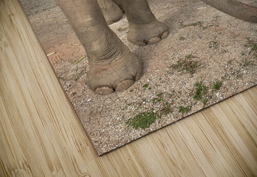 Elephant Trunk Sideways Jimmy Roy Photos puzzle