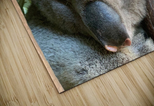 Sleep Well Koala Jimmy Roy Photos puzzle