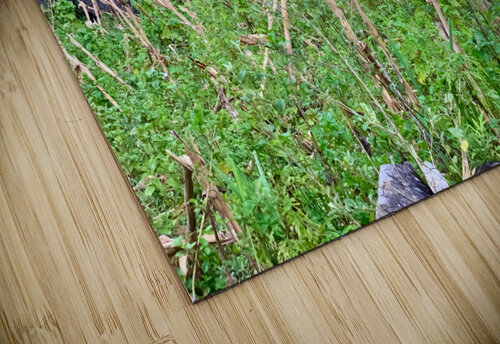 Wild Horse in the Field Jimmy Roy Photos puzzle