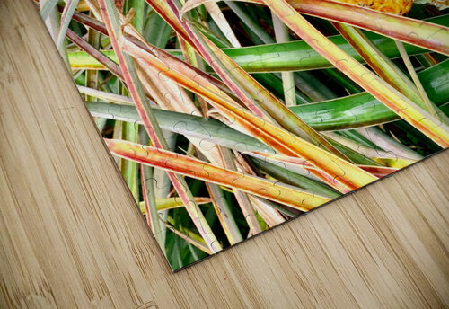 Pineapple Growing Jimmy Roy Photos puzzle