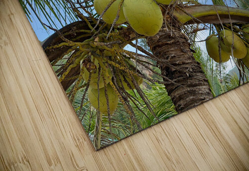 Cocunuts in the sky Jimmy Roy Photos puzzle